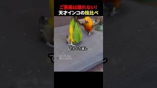 ご褒美は譲れない！天才インコの技比べ #ほっこりショート