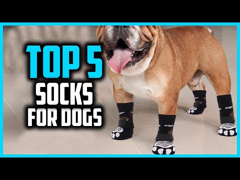 ✅Top 5 Best Socks for Dogs in 2025