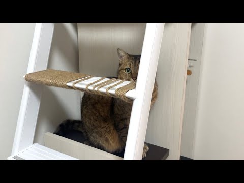 猫はこれでも自分が隠れていると本気で勘違いしています。