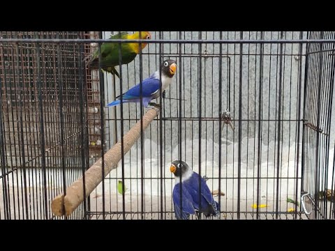 capturing nest-out chicks and shifting to free flight cage @vs farm #africanlovebirds #groupbreeding