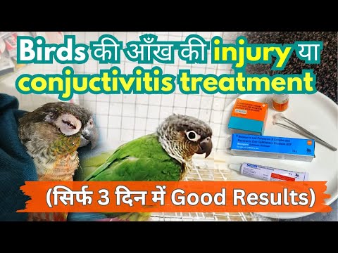 birds eye infection treatment|Conjunctivitis |Parrots eye infection medicine| #birdcare #pets