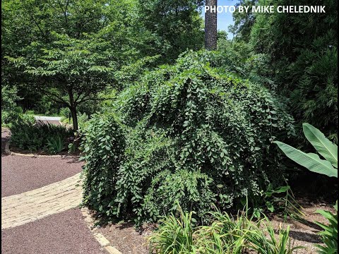 Ulmus alata 'Lace Parasol' Weeping Winged Elm