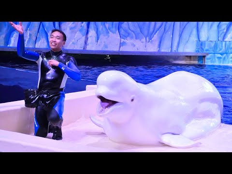 Belugas 白鯨表演 (Full Show with English Subtitles) - Chimelong Ocean Kingdom - December 17, 2023