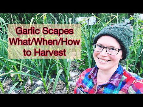 Garlic Scapes & Harvest | PNW Zone 8b