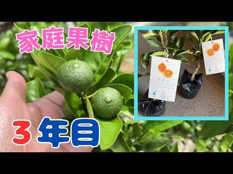 【家庭菜園・果樹】植えて約三年めの日本スモモとミカン（デコポン・不知火・温州） #家庭菜園 #果樹 #スモモ #ミカン