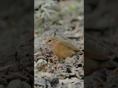 Rare Bird Sighting in Assam, India! 🚨 Meet the Blue-naped Pitta 🐦