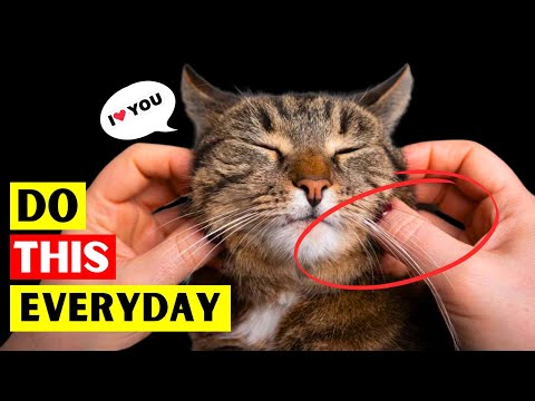 If You Rub Your Cat’s Cheeks Daily , THIS Happens!