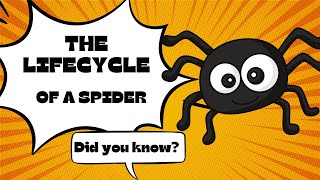 🕷Life Cycle of a Spider🕸 | Spiders Learning Educational Video for Kids| Science for Kids| Preschool