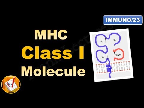 MHC Class I molecule : Structure and Role (FL-Immuno/23)