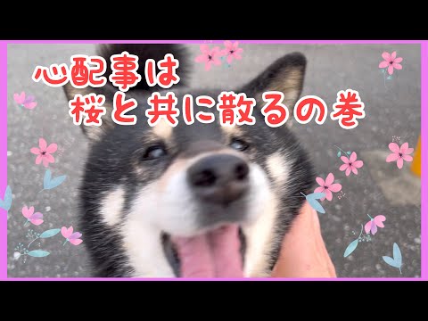 【黒柴・保護犬＃99】心配事は桜と共に散るの巻