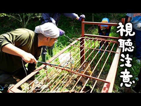 #67-B Finishing Off the Chinese muntjac Caught in the Box Trap