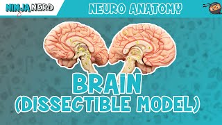 Anatomy of the Brain | Dissectible Model