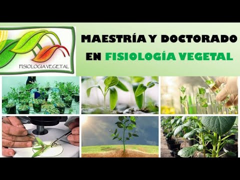 Master and Doctorate in Physiology and Plant Production.