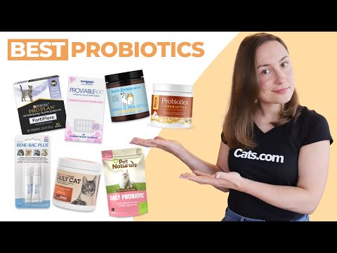 The 7 Best Probiotics For Your Cat | We Tested Them All