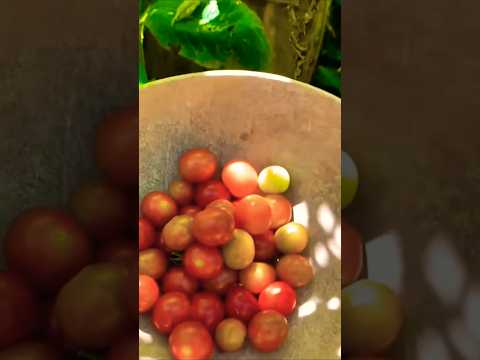 LETSGOGREEN | Fruits | Fruit Cut | Nature | Fun | Enjoy | Viral Short Video | Trending Shorts |