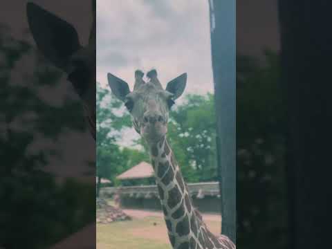 The Fort Worth Zoo: A Short Film