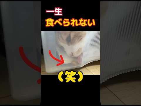 「食べられない！」不器用すぎる猫。 #shorts #猫 #cat