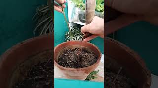 Want a Thriving Garden? Watch How I Mastered Growing Moringa oleifera Now #moringatree