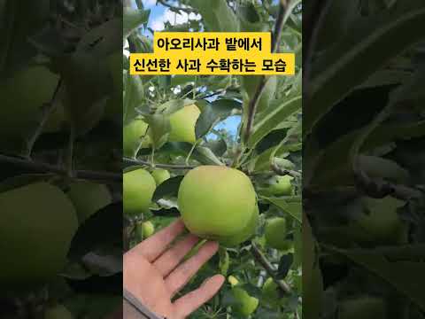 신선한 아오리사과 밭에서 직접 수확하는 모습