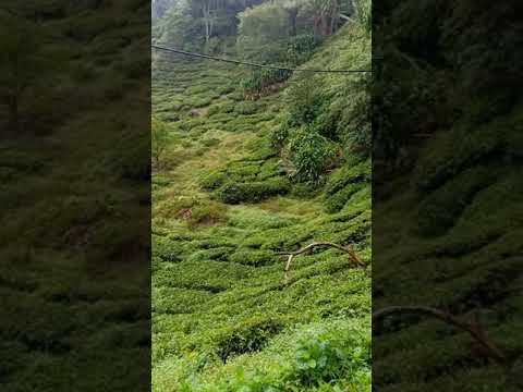 ladang teh Cameron Highlands