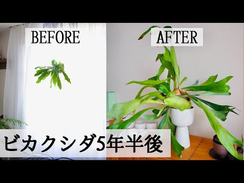 【ホームセンターのビカクシダ】5年半育てたら、こうなった！【植え替え】