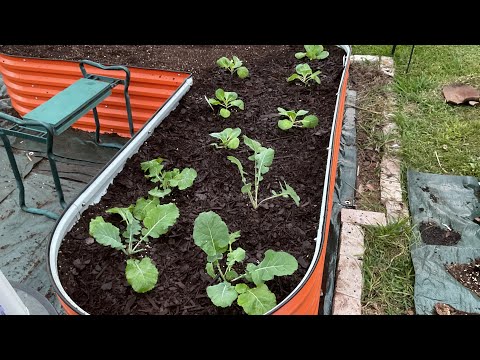 How I filled my new raised garden bed  #raisedbedgardening #gardening #fillingagardenbed #vegega