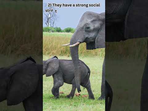 2 Facts That You Never Knew About Elephants|| #shorts #trending #viral #education #elephant  #facts