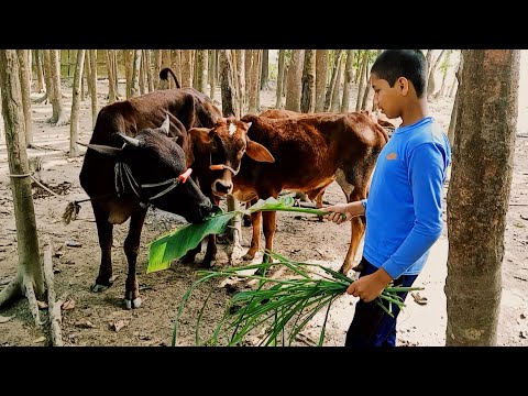 Cow boy give food  Explained | cow videos | cute cow animals