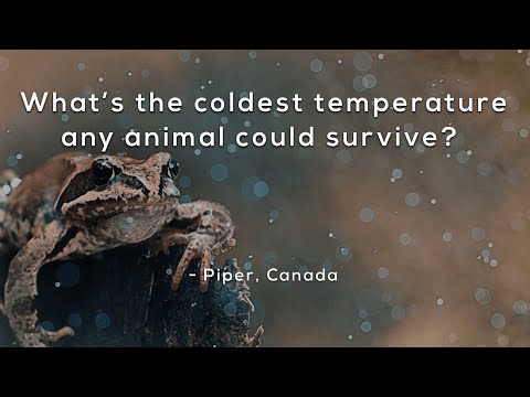 What's the coldest temperature any animal could survive?