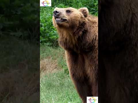 Baby Brown Bears #shorts #shortsfeed #youtubeshorts #facts #weirdanimals #mystery #bears #animals