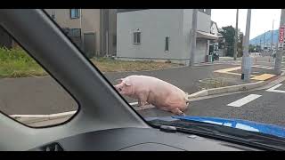 ◆【衝撃】道路に豚さんがいた件🐷💨