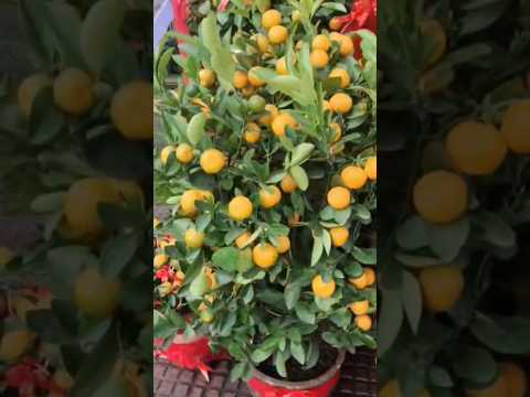 Calamondin Orange Trees #goodlucktoken