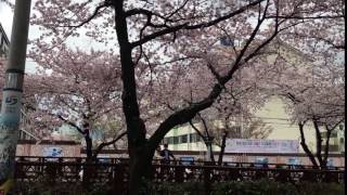 韓國鎮海余佐川櫻花雨