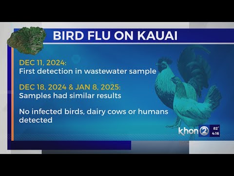 ‘Low-level’ detections of avian flu found in wastewater samples on Kauaʻi