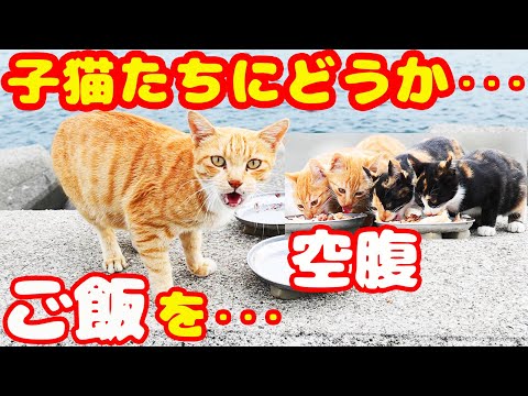 ガリガリの母猫と子猫たちにご飯をあげるとすごい勢いで・・・