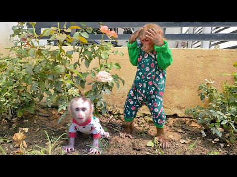 Kobi panicked and worried when he saw baby monkey Mon playing with dirty mud