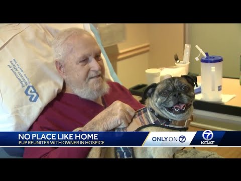 Oscar the pug reunites with owner in hospice