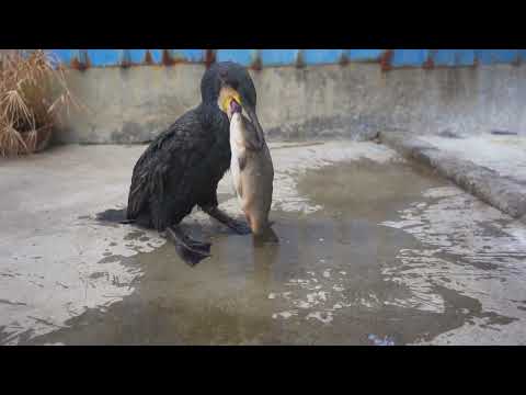 Cormorant swallows big carp, amazing bird