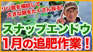 家庭菜園や農園のスナップエンドウ栽培で1月の必須作業！追肥で大量の鞘を作るコツとスナップエンドウの育て方！【農家直伝】