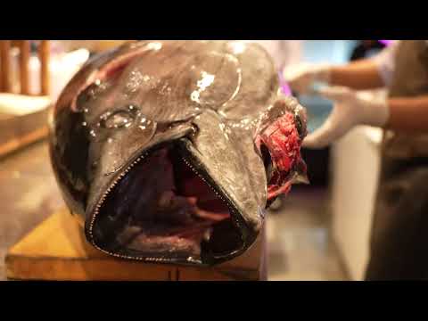 72KG 참치해체 쇼 !! 수원 미나미참치 - 72KG Big Tuna Cutting Show