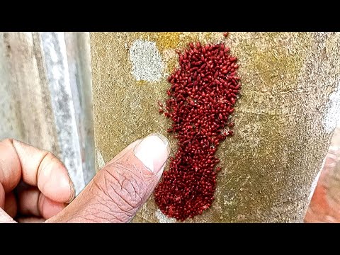 পোকা গুলোকে একটু বিরক্ত করলাম || Amazing insect videos