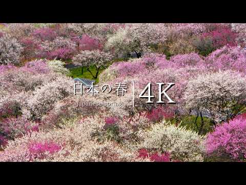 [Now is the best time to see] Inabe City Bairin Park Plum Festival - JAPAN in 4K