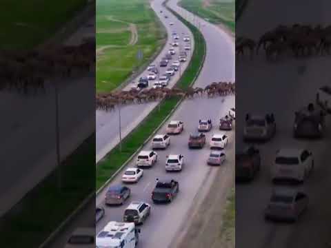 Majestic Camel Herds Crossing Highways in India 🐪 | Unexpected Road Adventure! #camel #wildcamel