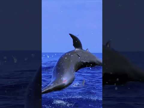 The Amazing Flying Dolphins #facts #fascinatingwildlife #catbreed