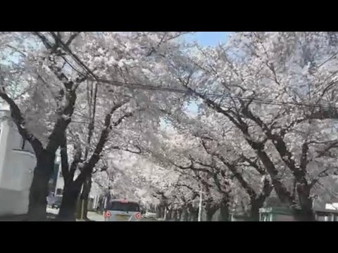 2023年4月12日青森市桜川ソメイヨシノ満開ドライブ〜Cherry blossoms are in full bloom‼︎🌸🌸〜