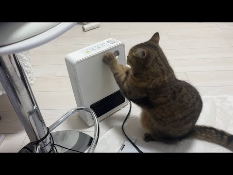 冬になるとヒーターの心臓マッサージをして起動させようとする猫