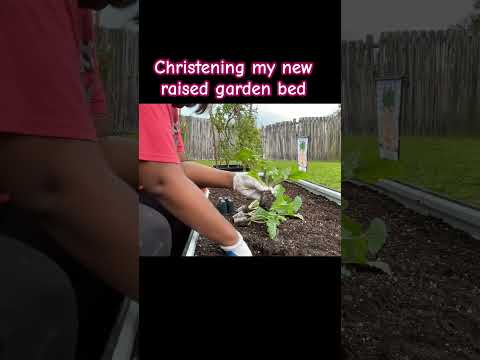 Christening my new raised bed #youtubeshorts #raisedbedgardening ￼#vegega