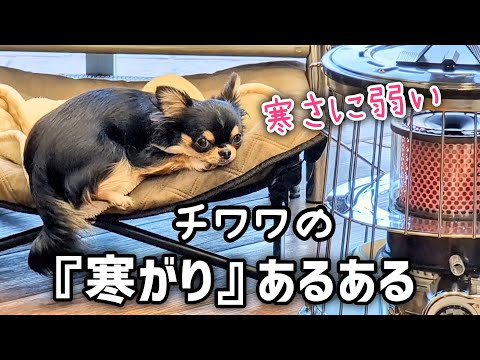 寒さに弱いチワワの【寒がり あるある】