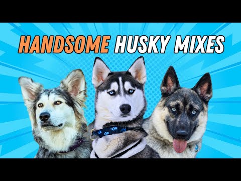 13 Most Beautiful Husky Mixes **Handsome Huskies**