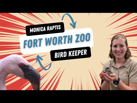 What we do at the Zoo: Birds